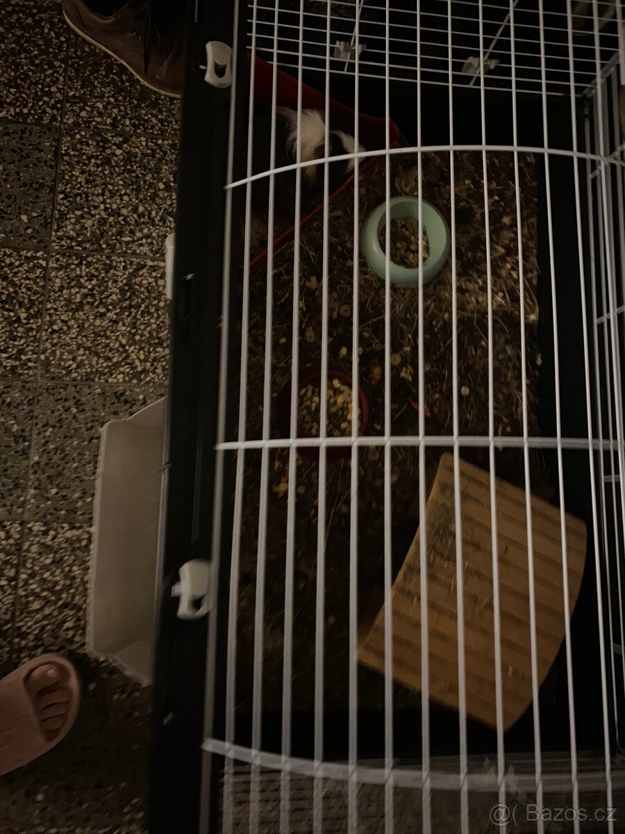 morče + klec pro něj - 5