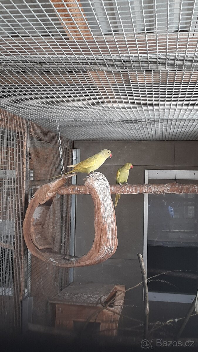 Prodám Alexandry malé - 5