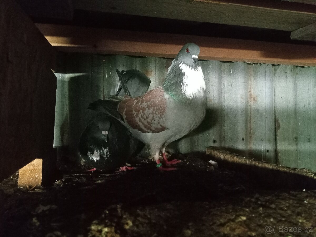 Košoa (cauchois) - 5