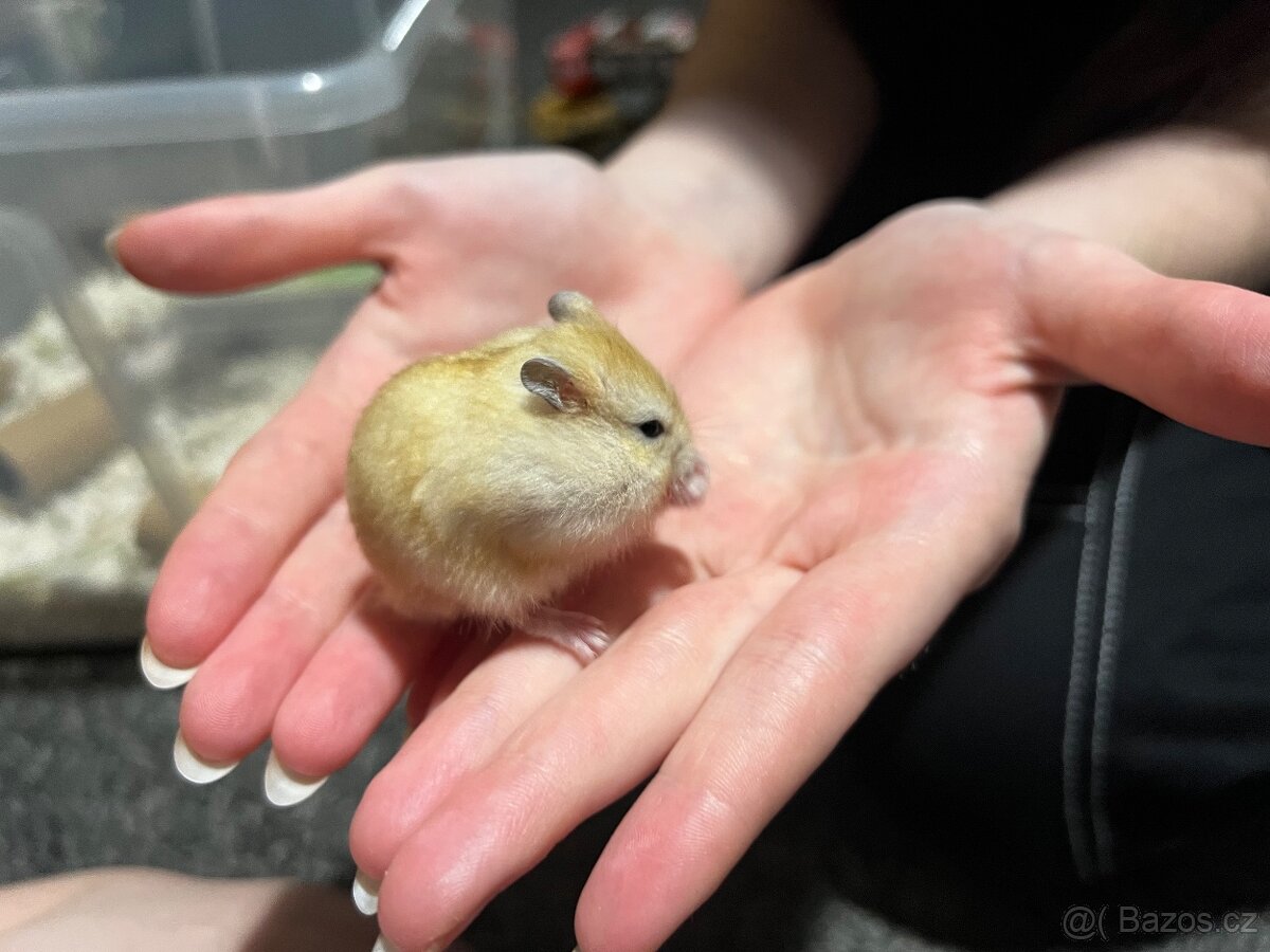 Prodám malé křečky - 5