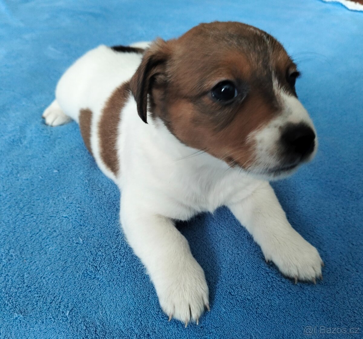 Jack Russel teriér - 5