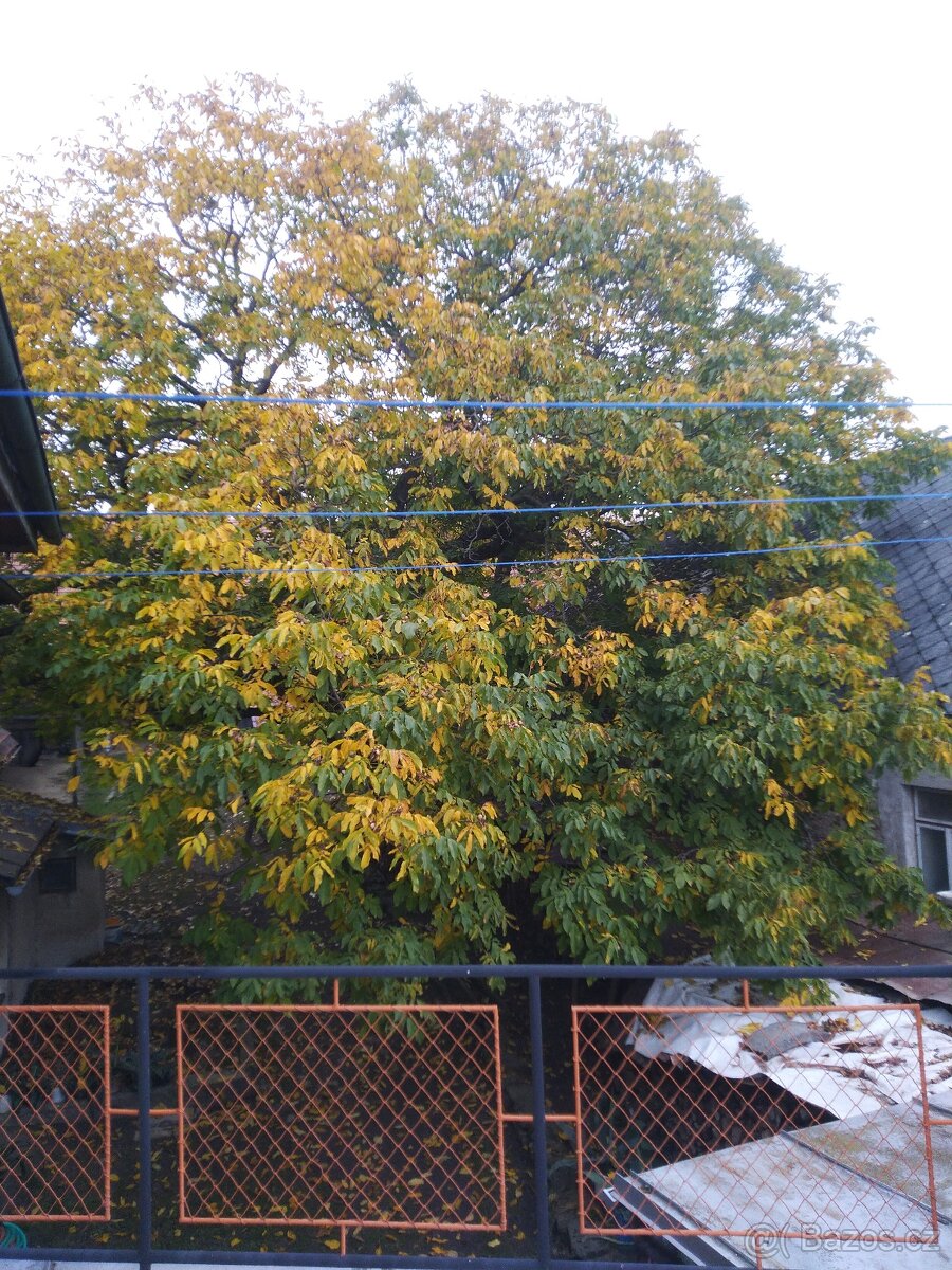 Vlašské ořechy 2025 - 5