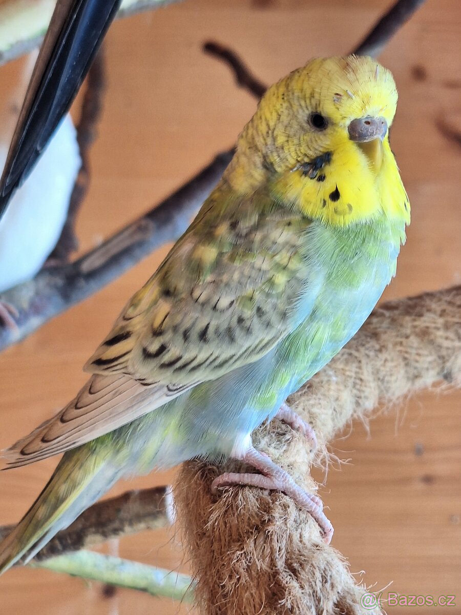 Mladá andulka samička - 5