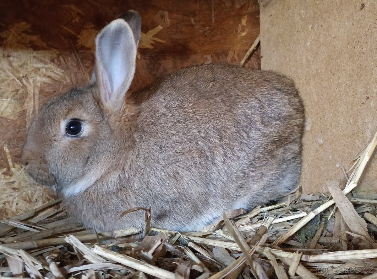 Prodám králíci, sušené pečivo a ječmen - 5