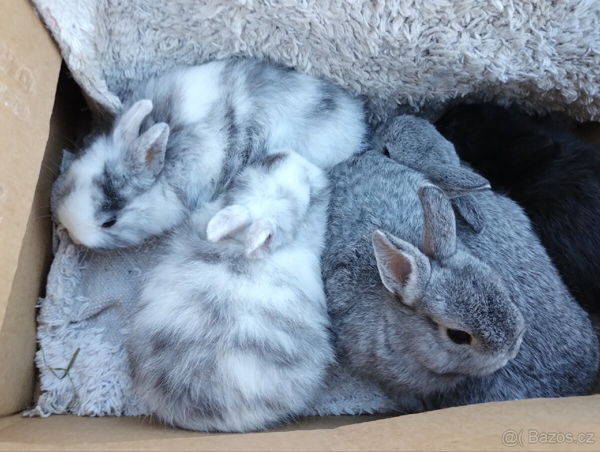 Zakrslý králík - 5
