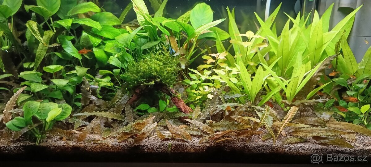 Akvarijní rostliny - 5