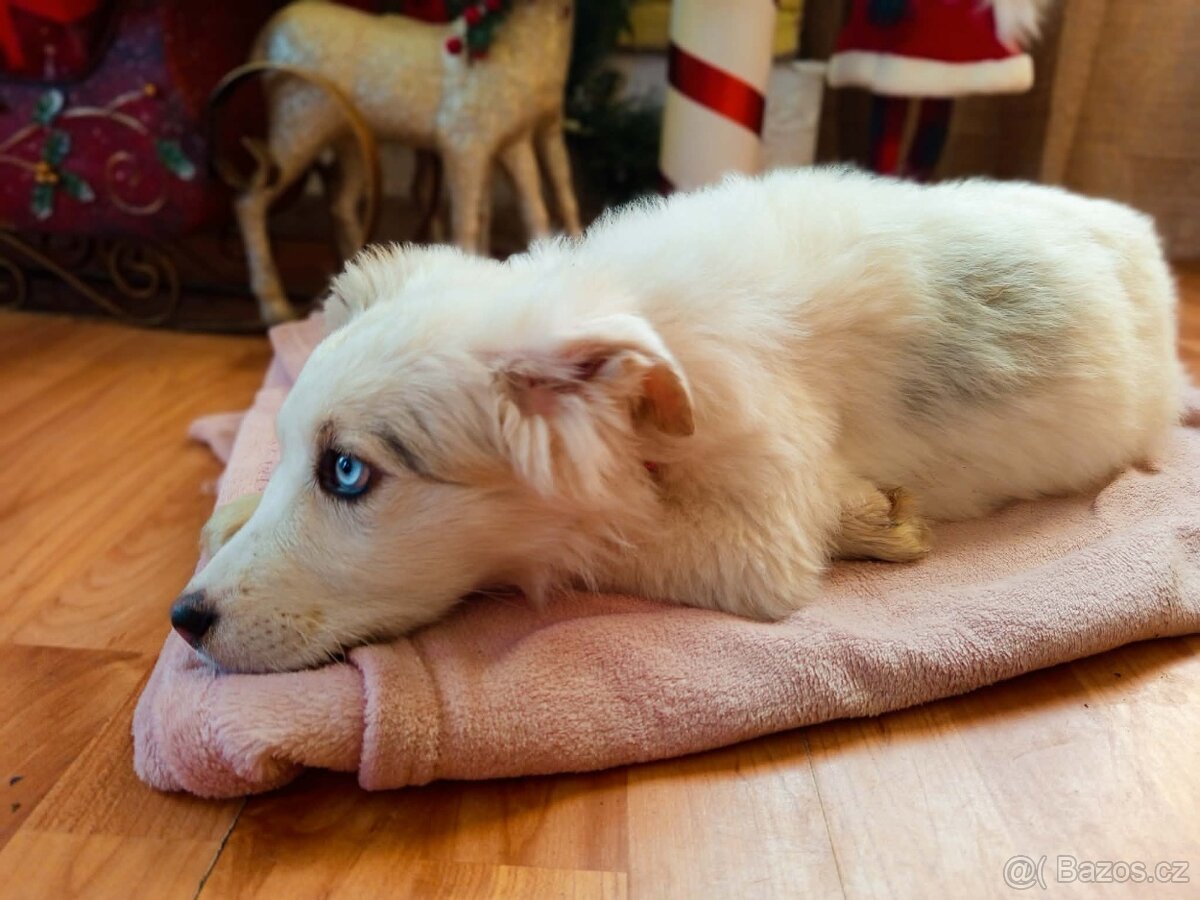 Štěně Australský ovčák x Německý špic - 5