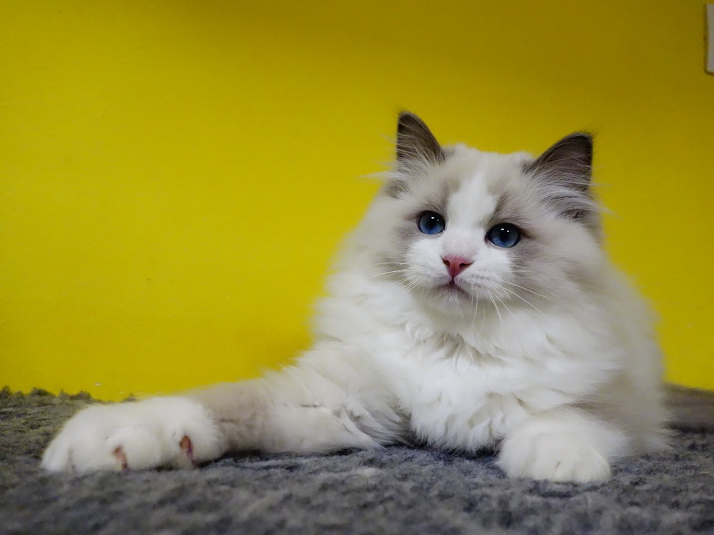 Kotě ragdoll s PP - 5