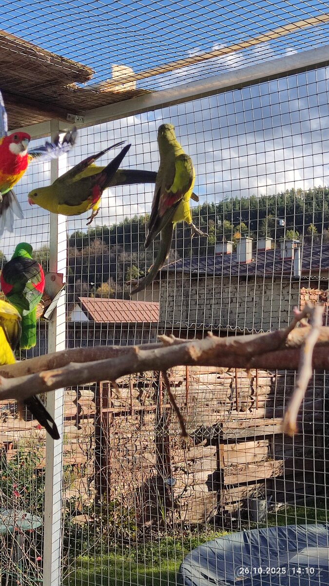 Papoušek horský - 5