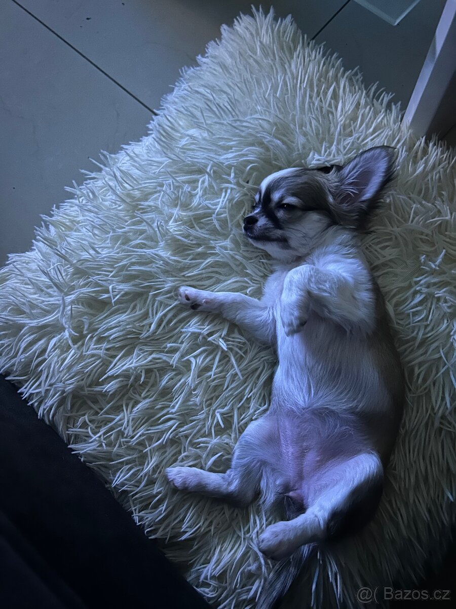 Dlouhosrstá čivava - 5