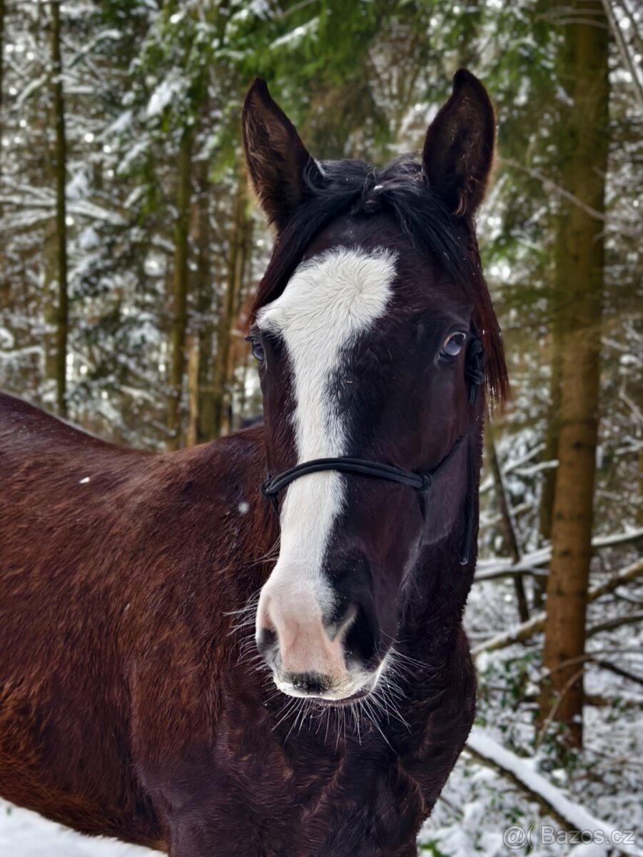 Černý Quarter horse - 5