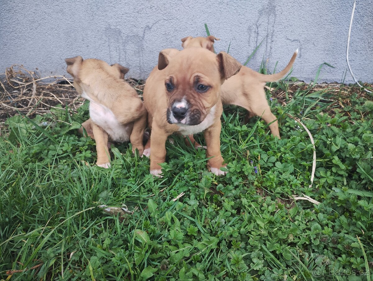 Americký stafordšírský teriér - 5