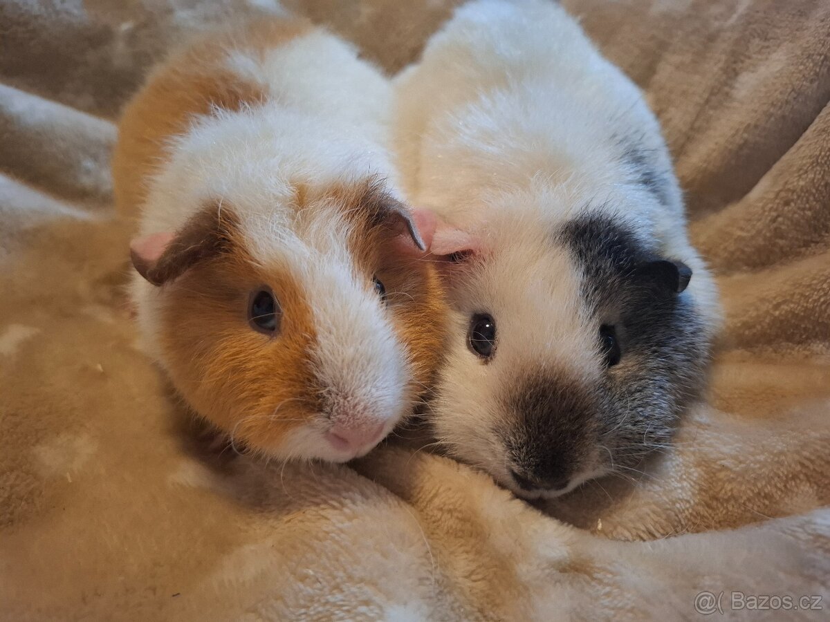 Morče - dvě holčičky US Teddy - 5