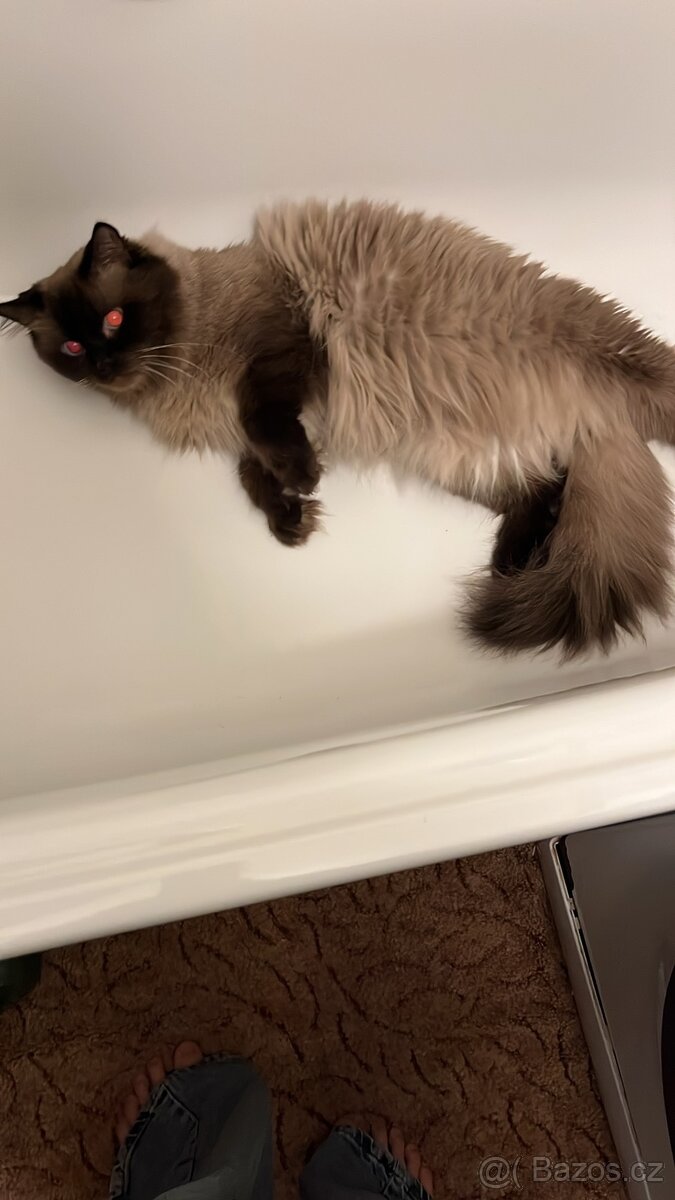 Ragdoll ke kryti - 5