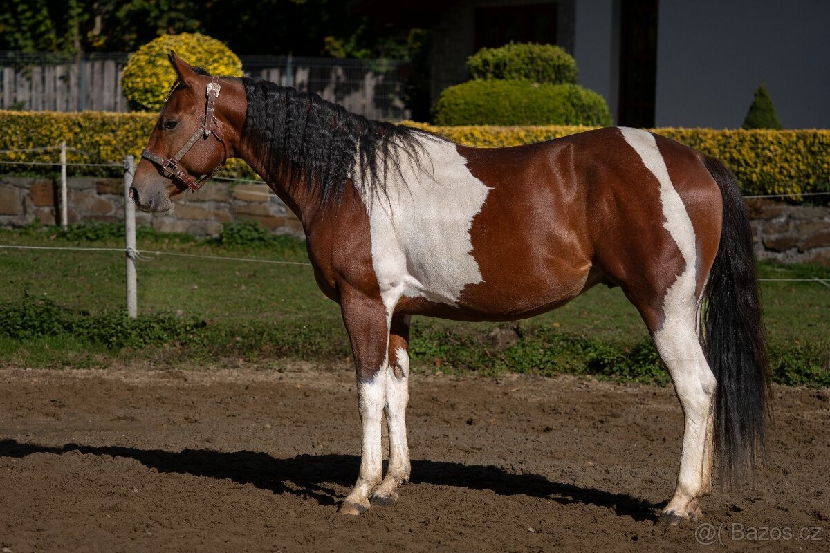 Valach APH po Skips Diablo Bar - 5