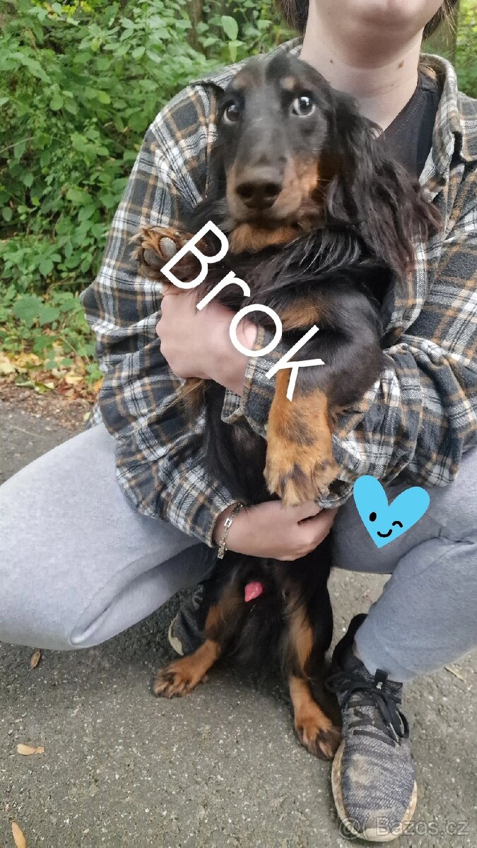 Krytí psem dlouhosrstého jezevčíka standart - 5