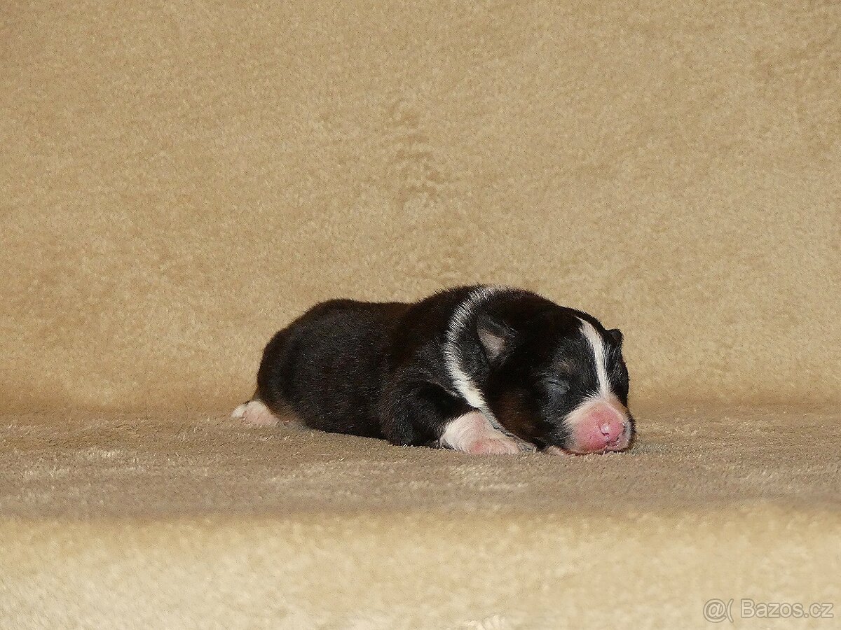 Australský ovčák s PP - štěňata - 5