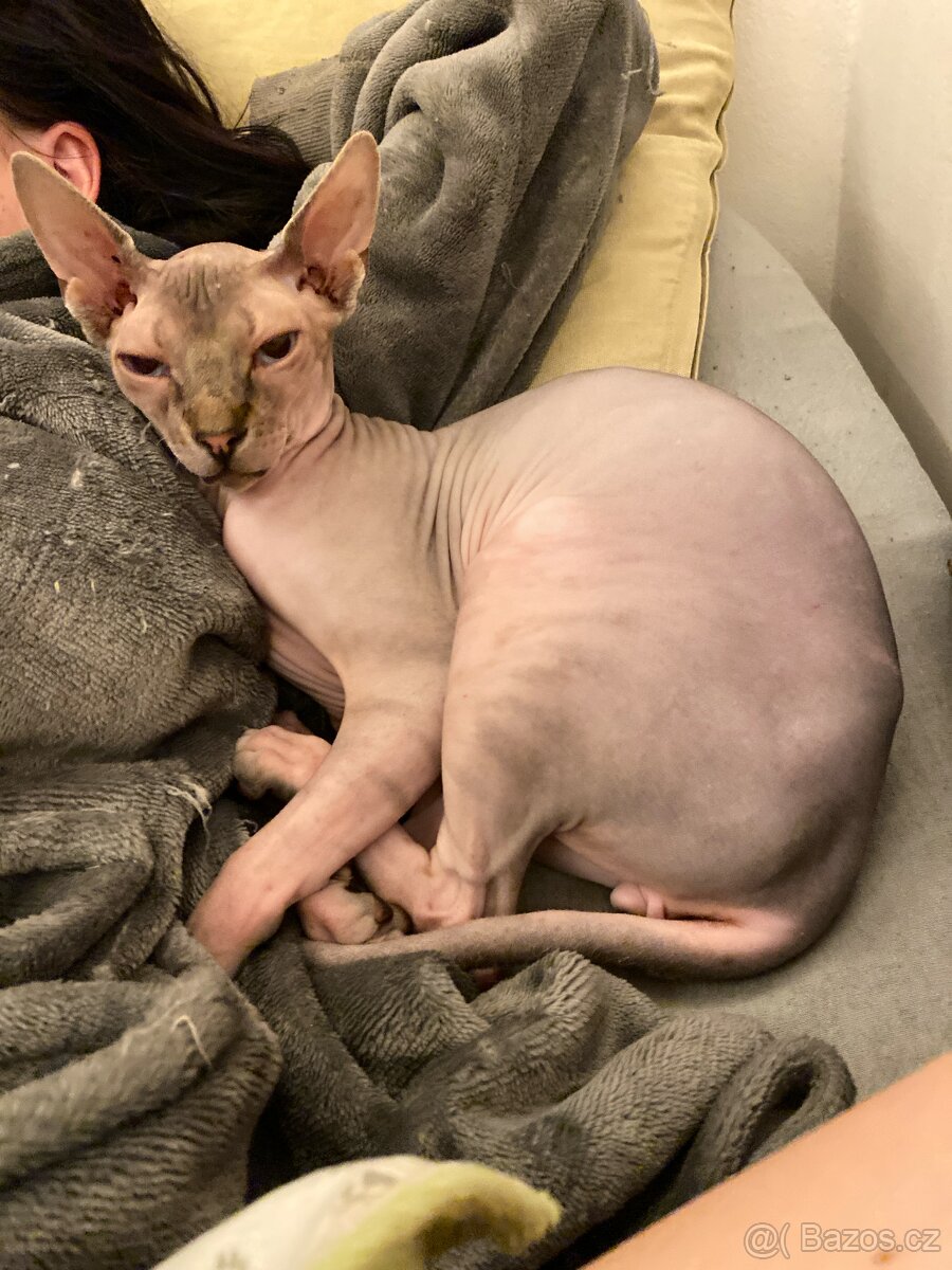 Kanadský sphynx - 5