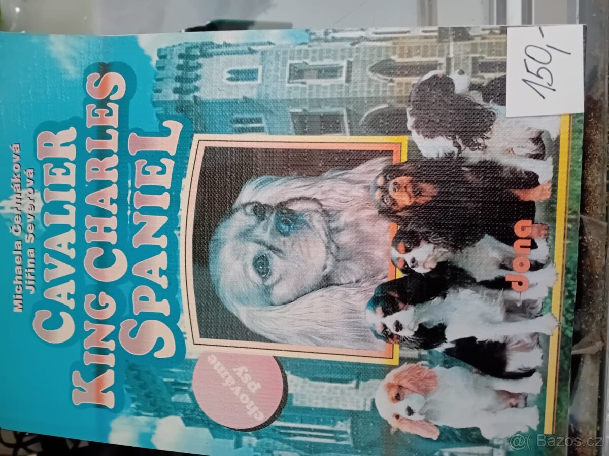 Špicové Stafordšírský bulteriér Kokršpaněl, kavalír King Cha - 5