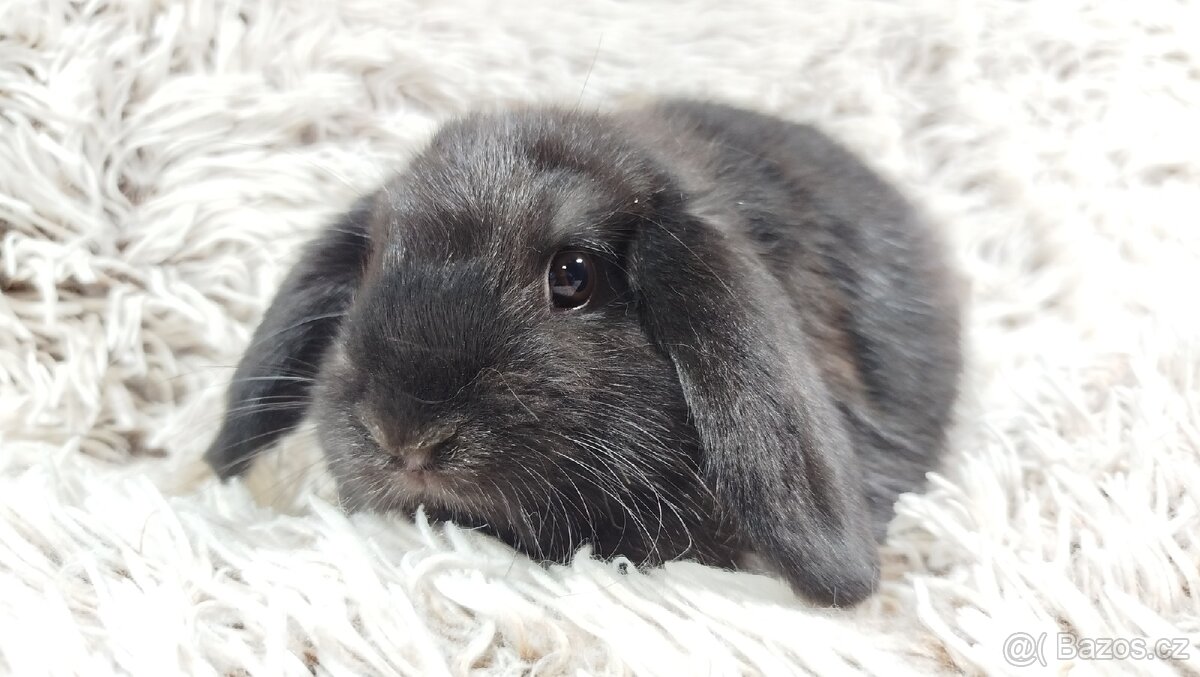 Zakrslý beránek, králíček, králík - BRUNO - 5