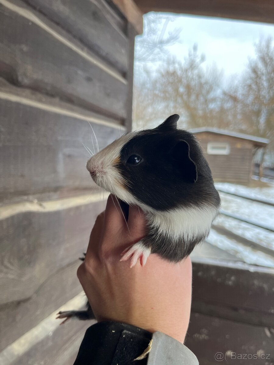 Morčata Ostrava 200,- - 5