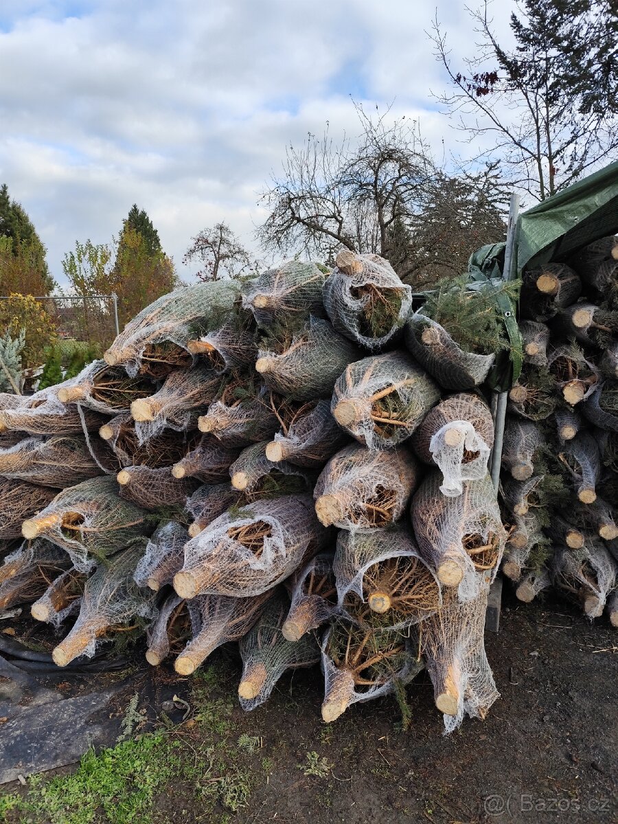 Vánoční stromky - 5