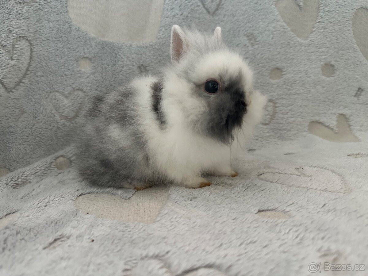 Zakrslý králíček lvíček - 5
