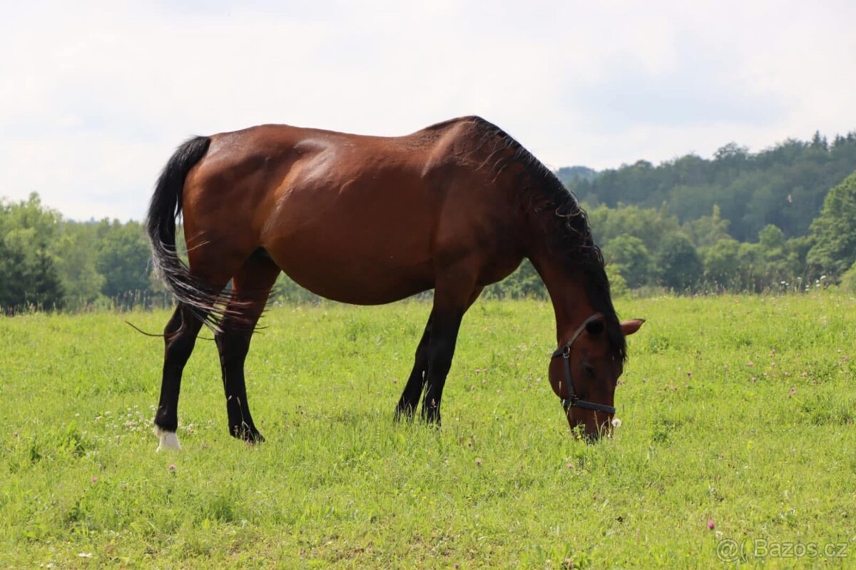 2 klisny - společník - 5