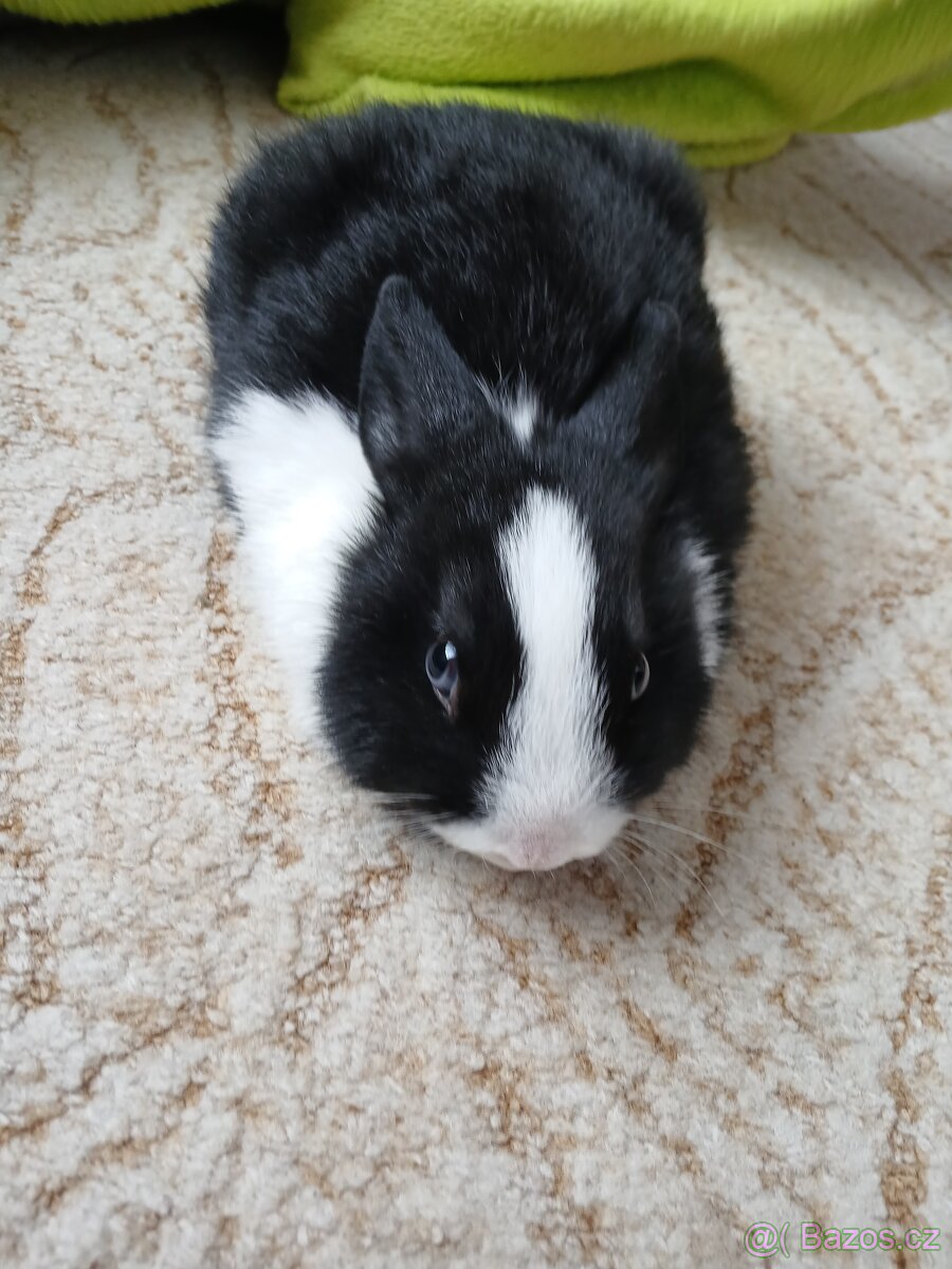 Zakrsly králík - 5