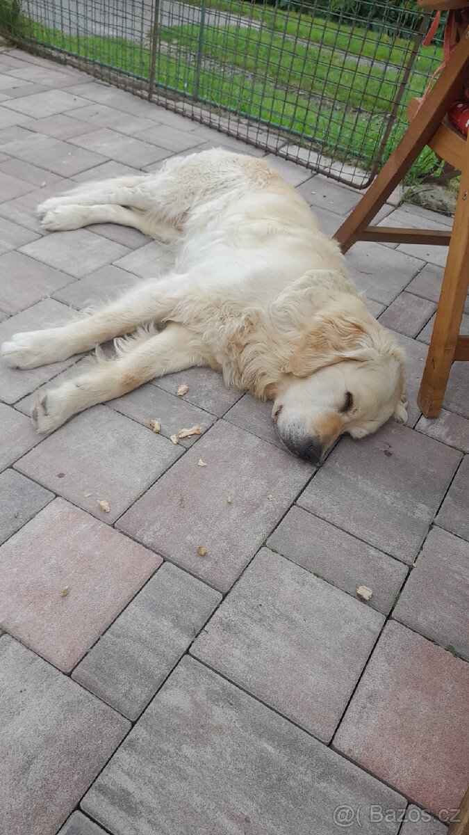 Krytí zlatým retrívrem - 5