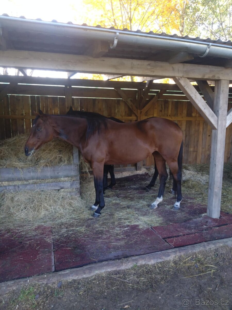 Plnokrevná kobyla - jemná a milá parťačka - 5