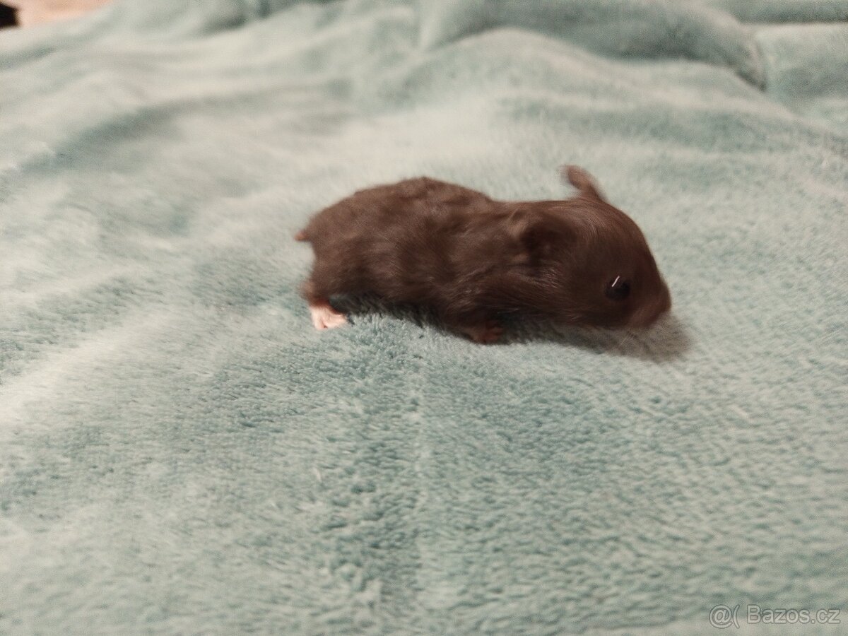 Křeček syrský mláďata - 5