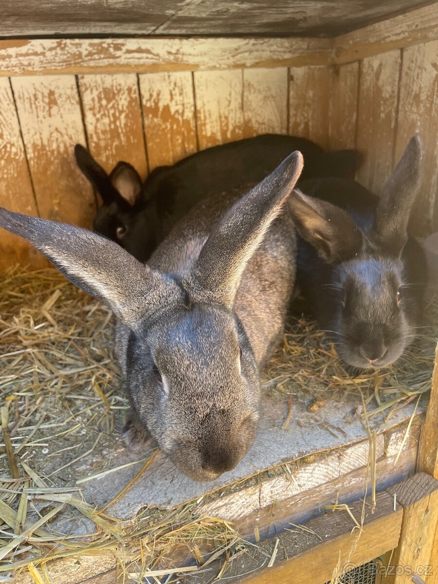 Králíci - 5