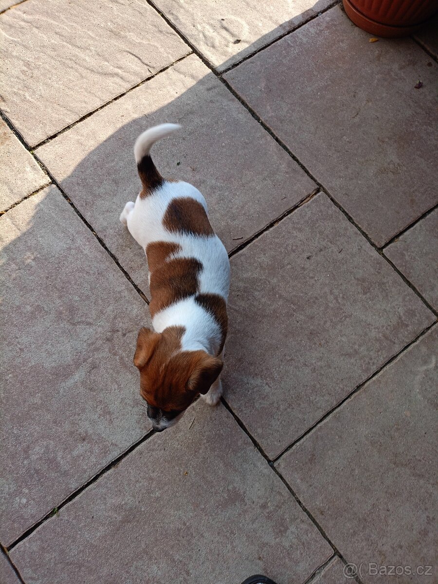Jack Russel terier - 5