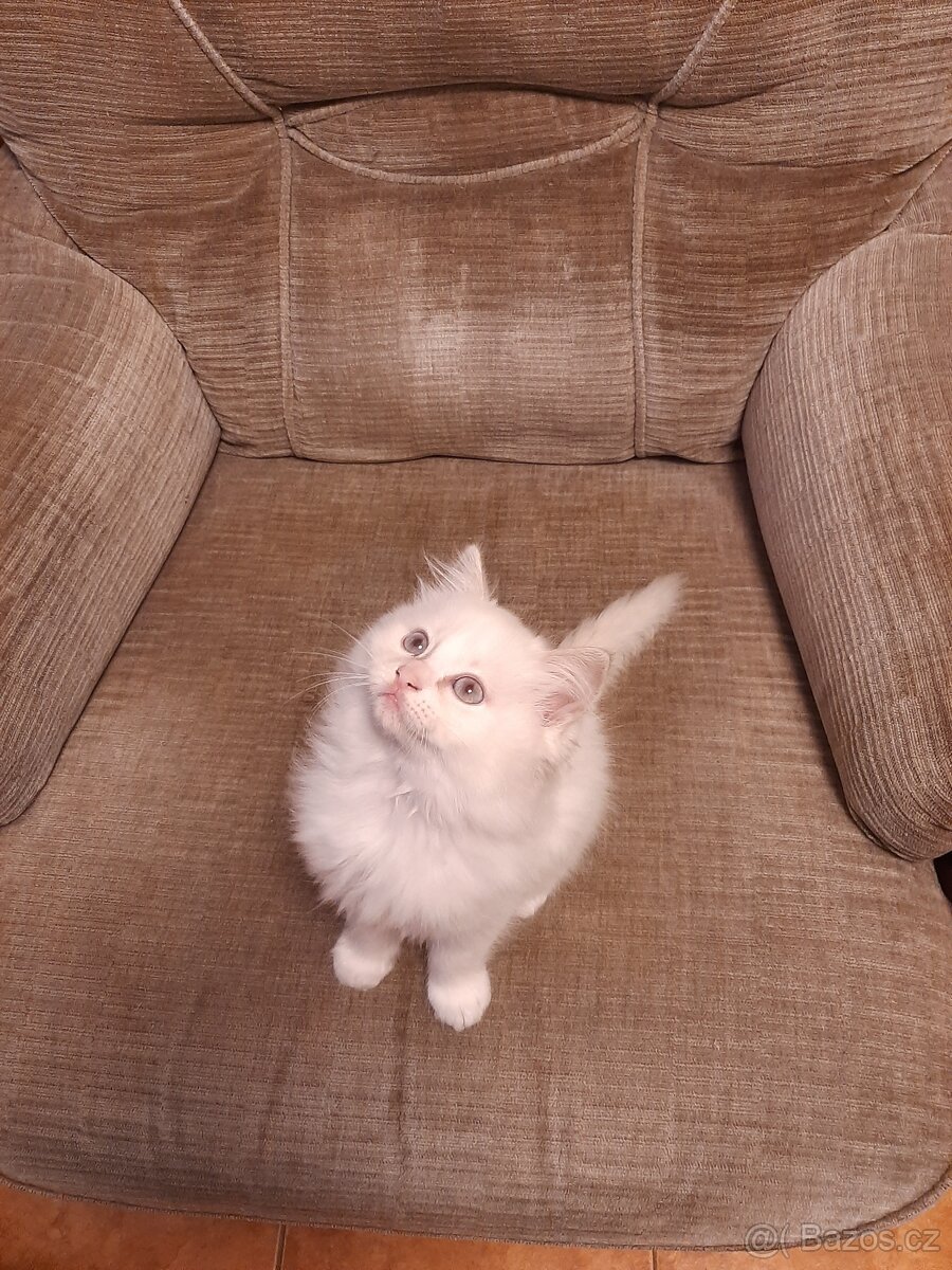Prodám koťata Ragdoll bez PP - 5