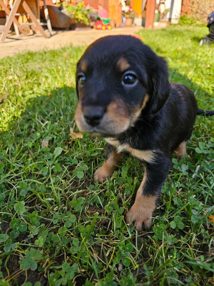 Štěňátka - 5