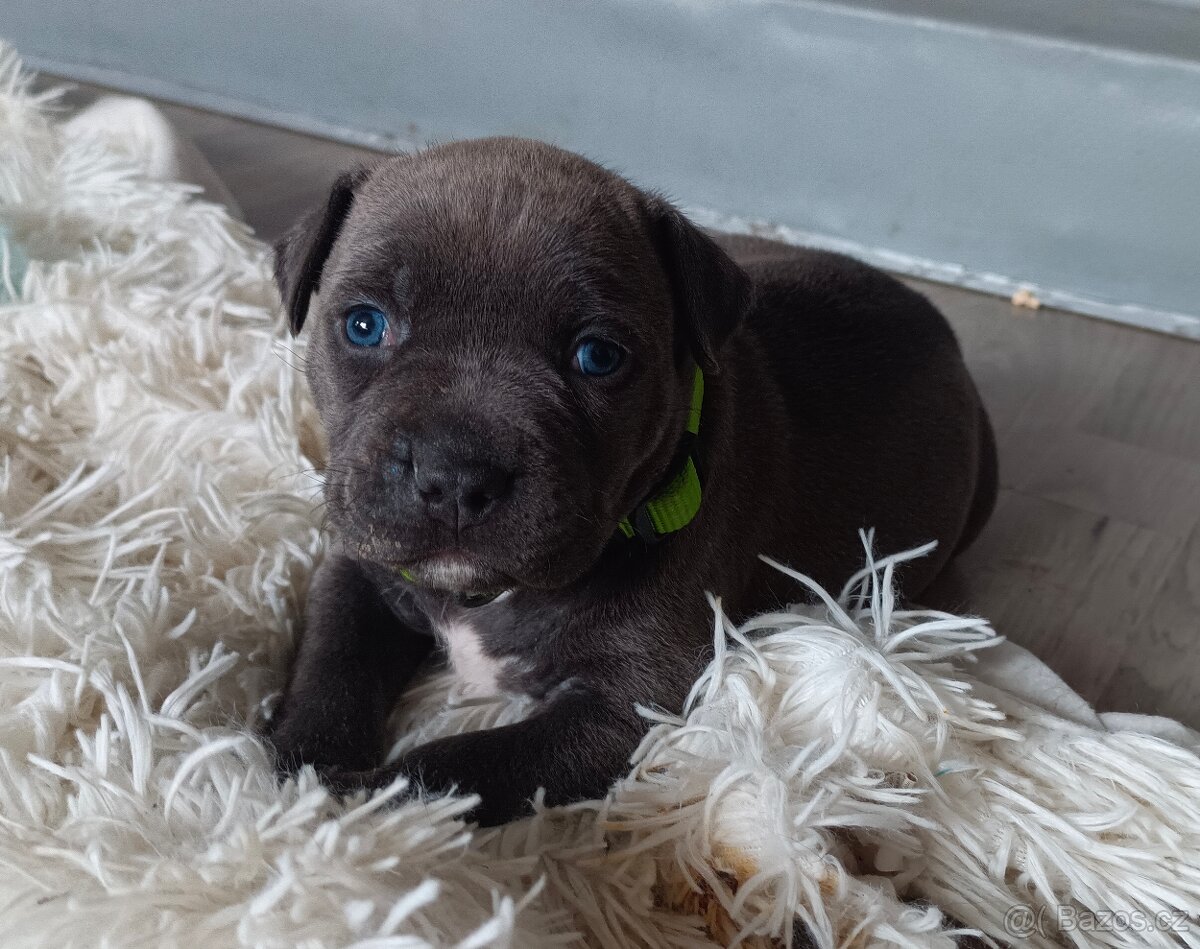 Štěňátko Americký stafordšírský teriér - 5