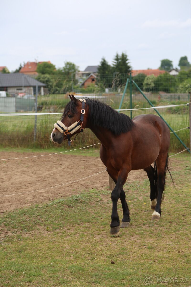 Pony valach Valentýn 2015 - 5