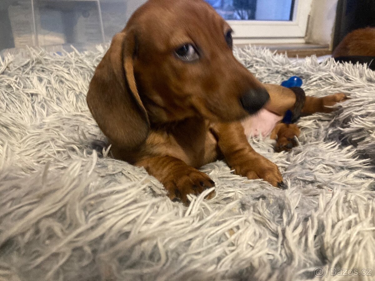 Jezevčík štěně - 5