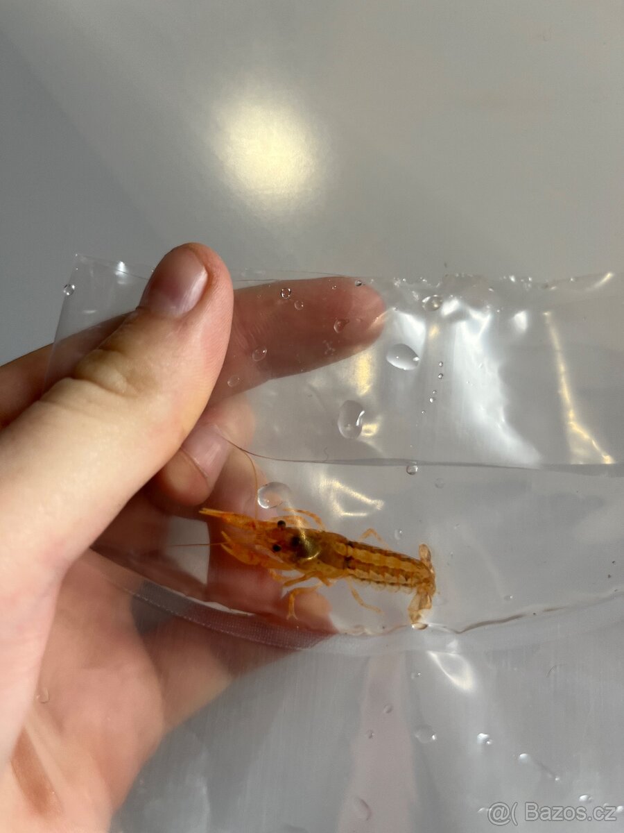 Rak mexický - CPO - 5