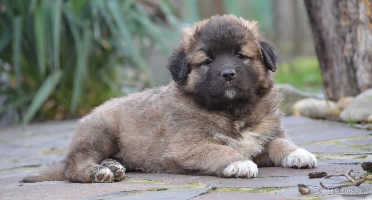 Kavkazský pastevecký pes s PP - 5