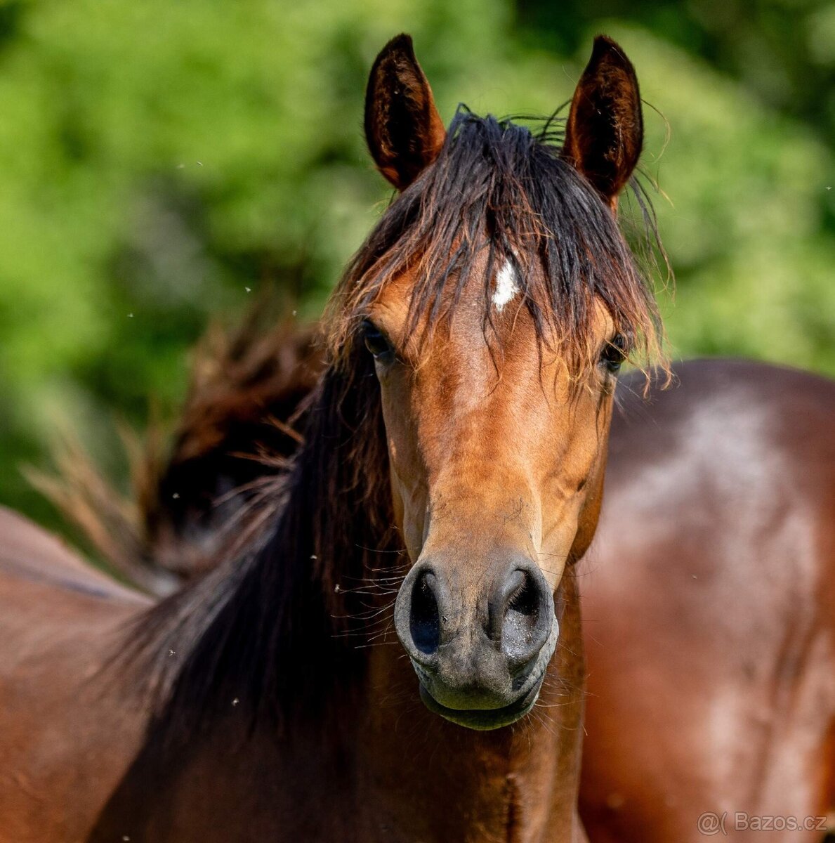 3-letá wpbr klisnička - 5