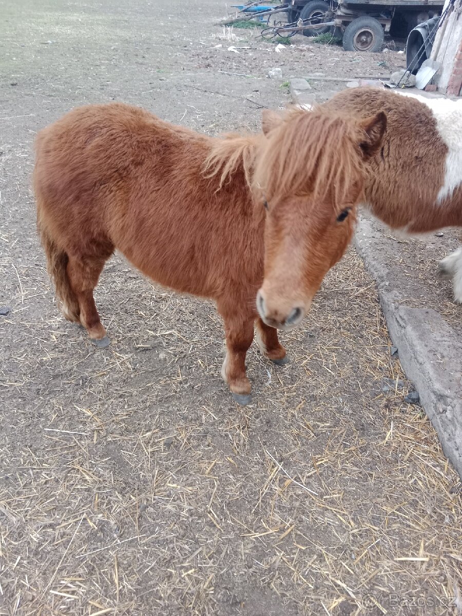 Minishetland hřebečci - 5