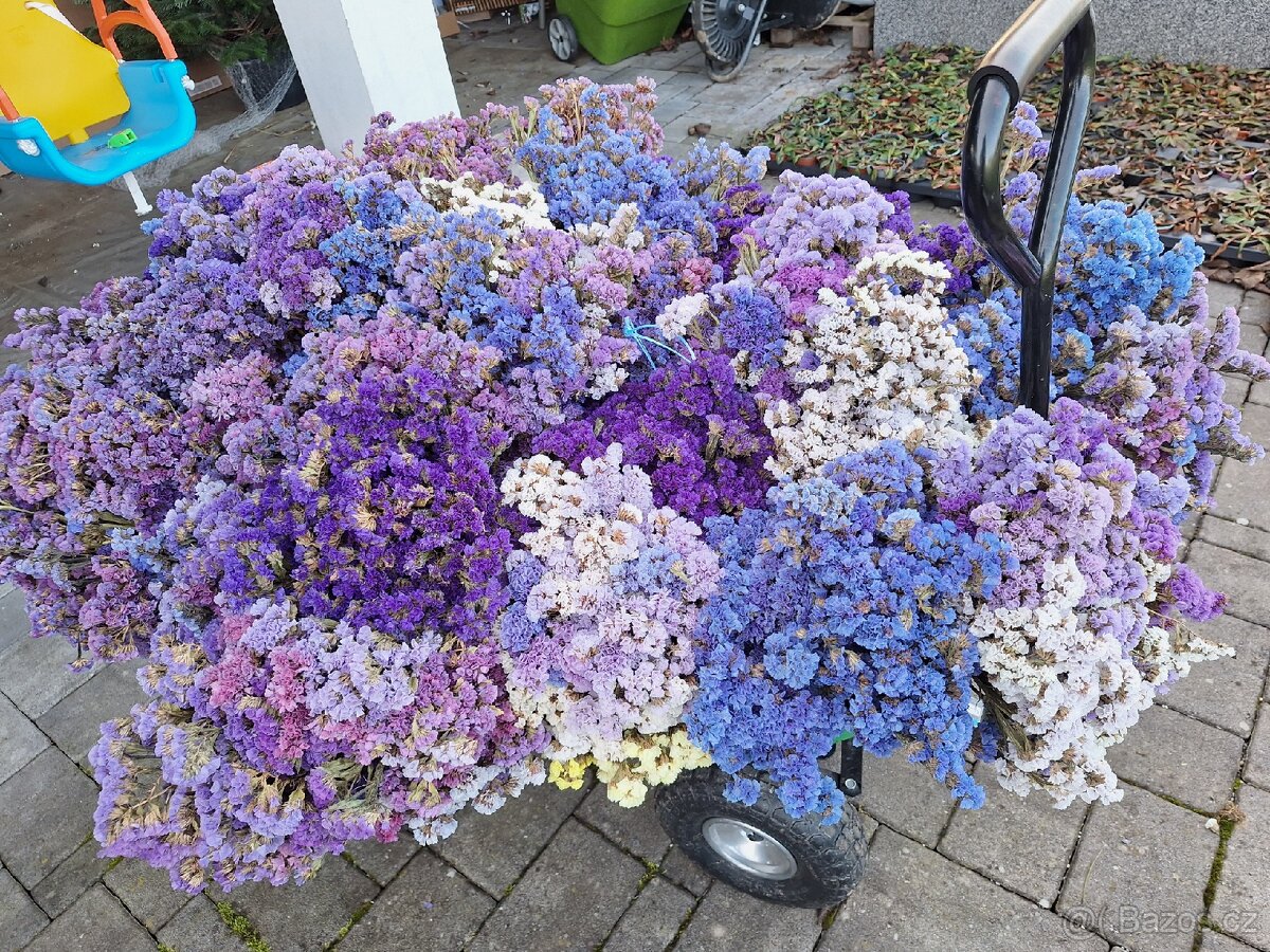 Prodám loňskou statici sinuatu - 5