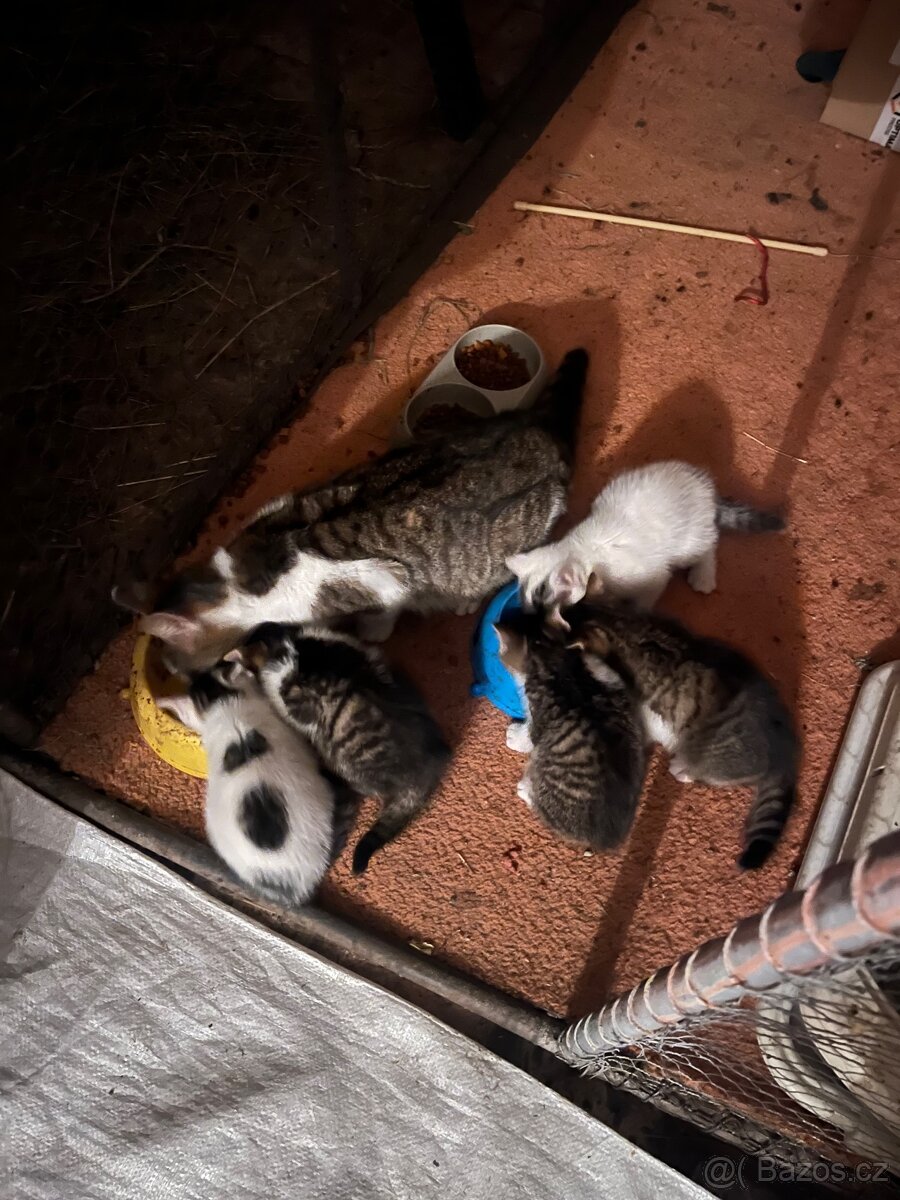 Koťata - 5