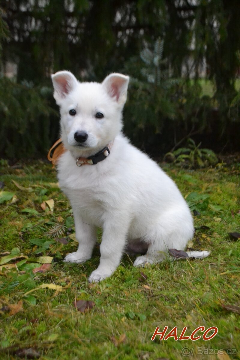 Bílý švýcarský ovčák, štěně s PP - 5