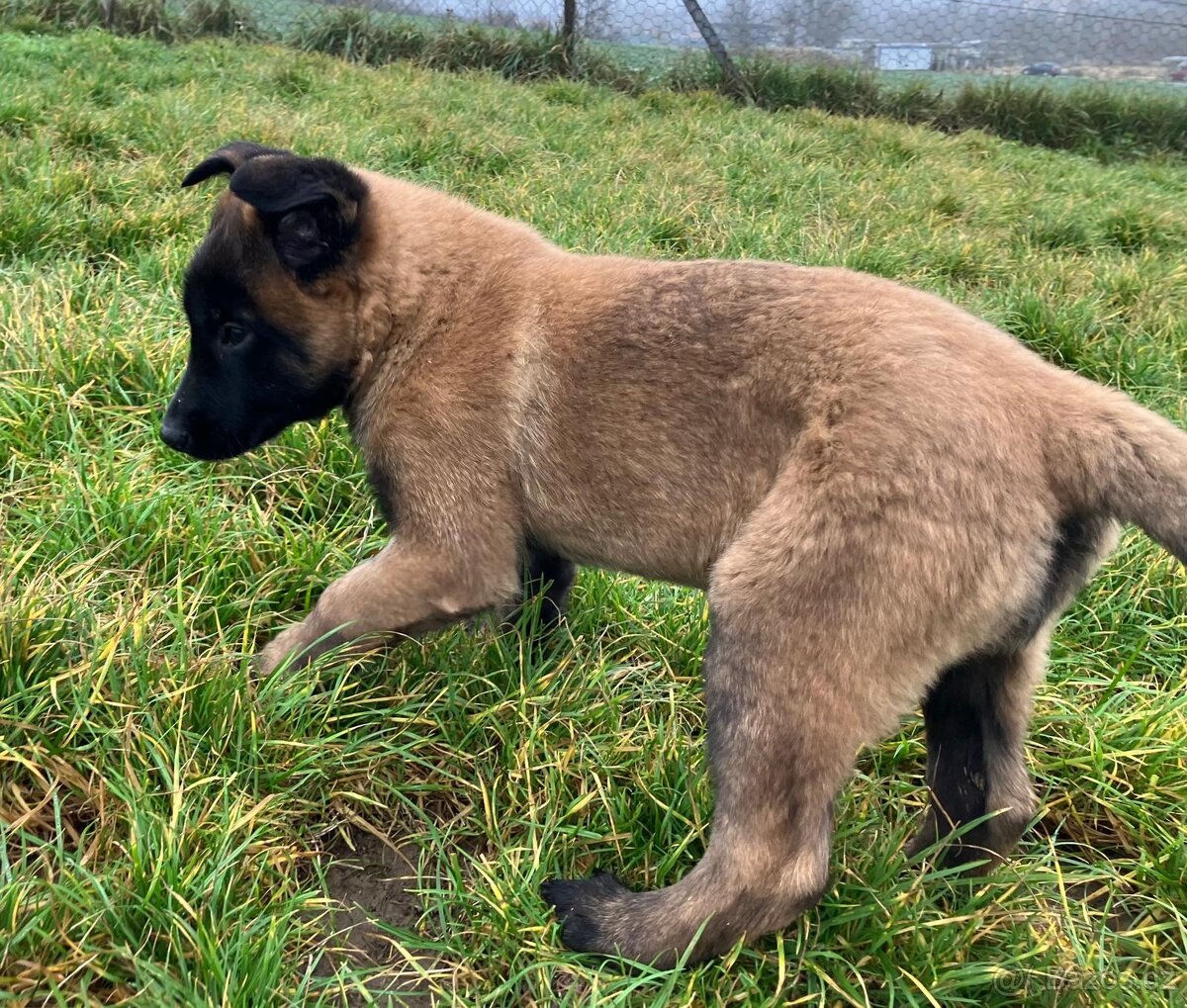 Belgický ovčák Malinois - 5