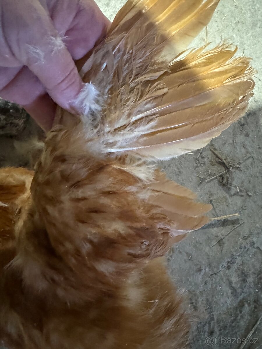 Hedvabnička velké vousatá - 5