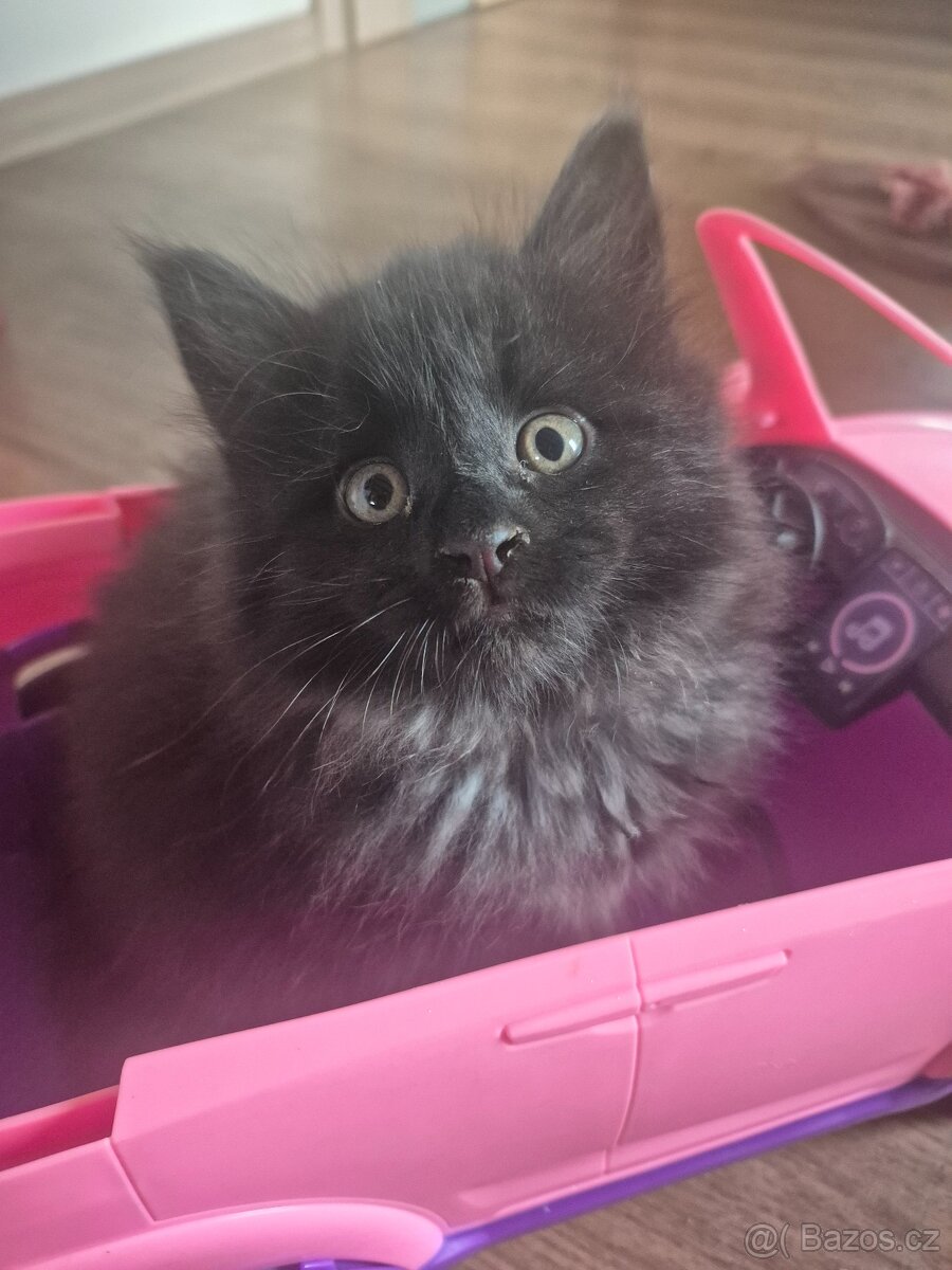 Mainská mývalí koťátka bez PP - 5