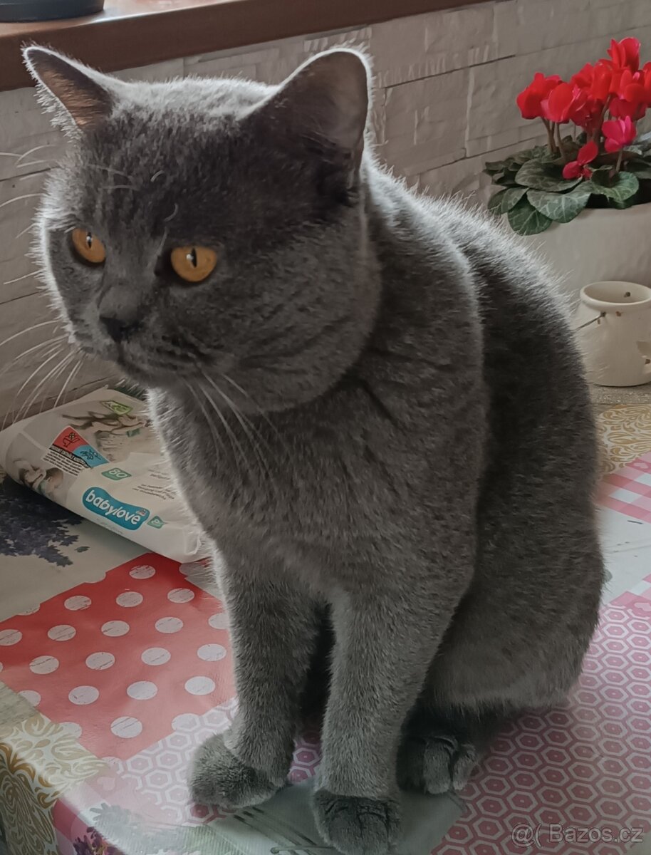 Britská modrá koťátko - 5